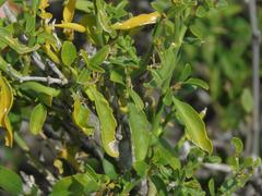 Justicia orchioides glabrata