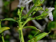 Justicia orchioides glabrata