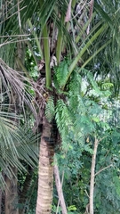 Nephrolepis biserrata