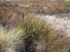 Askidiosperma alticolum