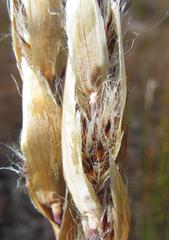 Askidiosperma alticolum