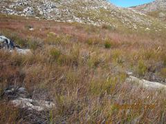 Askidiosperma alticolum