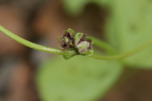 Microbotryum anomalum observed 2023-08-13