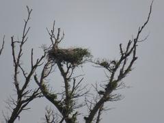 Ephippiorhynchus senegalensis