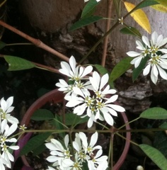 Euphorbia leucocephala