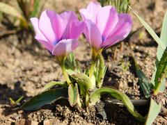 Moraea barnardiella
