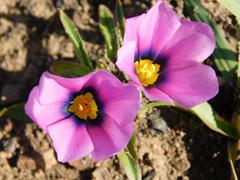 Moraea barnardiella