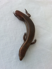 Oligosoma aeneum