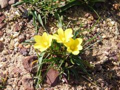 Moraea galaxia