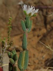 Trichodiadema imitans