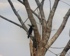 Pteroglossus pluricinctus