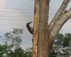 Pteroglossus pluricinctus