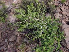 Asparagus mucronatus