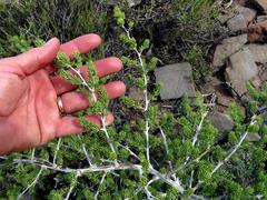 Asparagus mucronatus