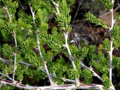 Asparagus mucronatus