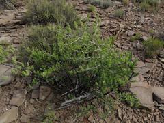 Asparagus mucronatus