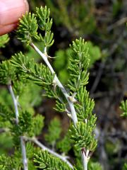 Asparagus mucronatus