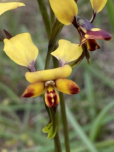 Diuris porrifolia Lindl.