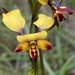 Small-flowered Donkey Orchid - Photo (c) hseaman, some rights reserved (CC BY-NC)