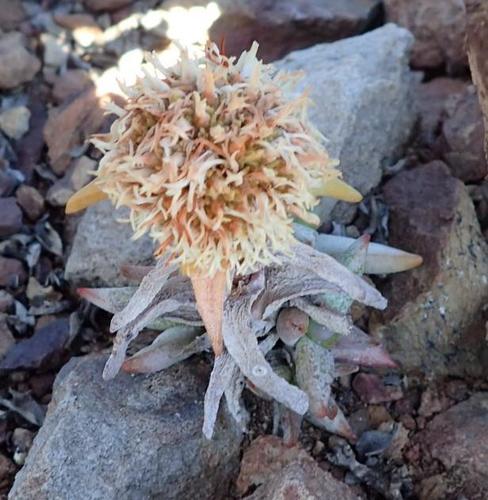 Crassula congesta