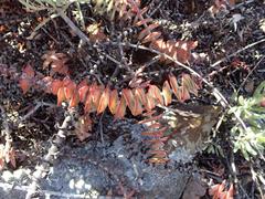 Crassula perforata perforata