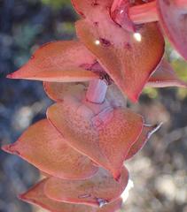 Crassula perforata perforata
