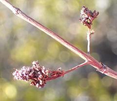Crassula perforata perforata