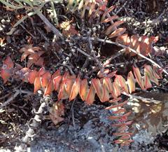 Crassula perforata perforata