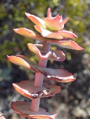 Crassula perforata perforata