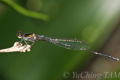 Pseudagrion pruinosum