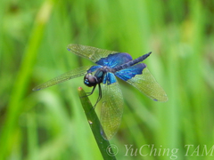 Rhyothemis triangularis