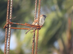 Passer domesticus