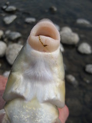 Moxostoma macrolepidotum