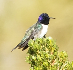 Oreotrochilus chimborazo