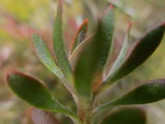 Leucadendron radiatum