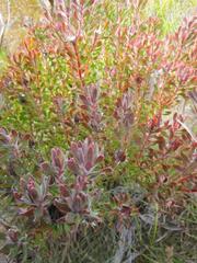 Leucadendron radiatum
