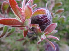 Leucadendron radiatum
