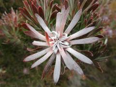 Leucadendron radiatum