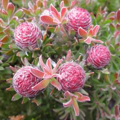 Leucadendron radiatum