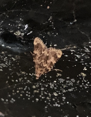 Aglossa caprealis
