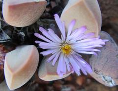 Cerochlamys pachyphylla