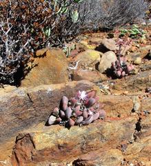 Cerochlamys pachyphylla