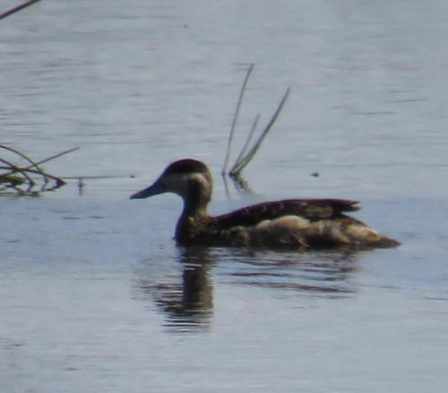 Blue-billed Teal