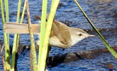 Acrocephalus scirpaceus baeticatus