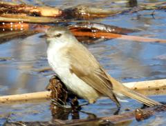 Acrocephalus scirpaceus baeticatus