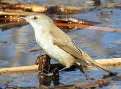 Acrocephalus scirpaceus baeticatus
