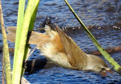 Acrocephalus scirpaceus baeticatus