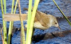Acrocephalus scirpaceus baeticatus
