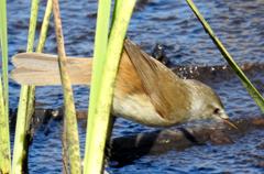Acrocephalus scirpaceus baeticatus