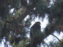 Accipiter cooperii